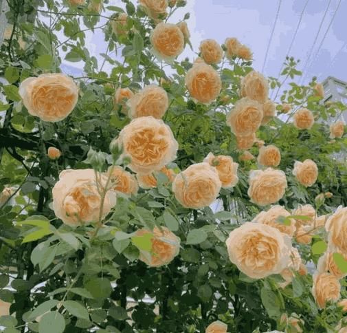 Elegant Climbing Red Rose Flower Seeds – Fast Growth, Imported Quality, 200gm Pack (45–60 Days Bloom)