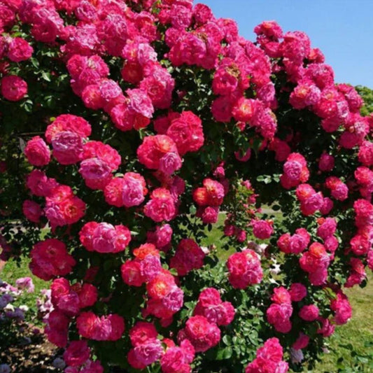Elegant Climbing Red Rose Flower Seeds – Fast Growth, Imported Quality, 200gm Pack (45–60 Days Bloom)